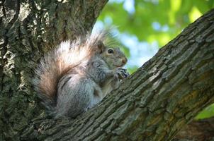 süßes Eichhörnchen, das in einem Baum sitzt foto