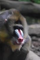 Profil eines erwachsenen Mandrill-Affen foto