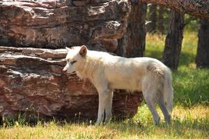 vorsichtiger weißer Wolf, der im Gras steht foto