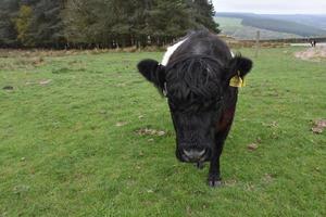 wirklich süßes Galloway-Kalb mit Gürtel, das auf einer Wiese spazieren geht foto