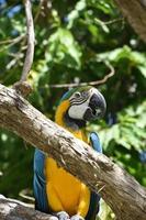 neotropischer Blau- und Goldaravogel in einem Baum foto