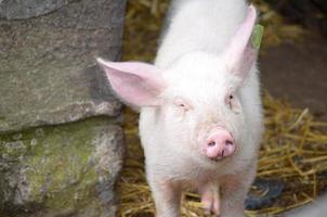 entzückendes rosa Ferkel mit einer schmutzigen nassen Schnauze foto