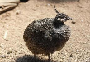 Tinamou-Vogel im Gestrüpp mit sehr wenig Pflanzenwachstum foto