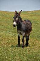 Einsamer dunkelbrauner Esel auf einer Wiese foto