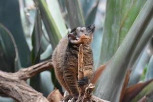 entzückender brauner ergatterter Lemur, der einen Stock hält foto
