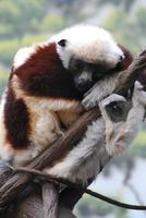 Erstaunlicher roter und weißer Sifaka-Lemur, der um eine Baumrebe gewickelt ist foto