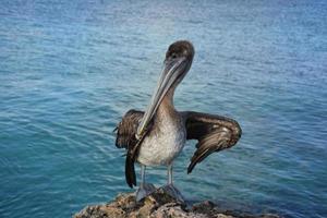 Brauner Pelikan mit schlagenden Flügeln auf einem Felsen foto