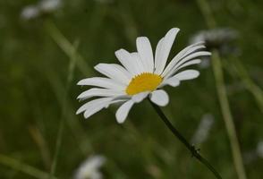 Weiße und gelbe Rasengänseblümchen, die an einem Sommertag blühen foto