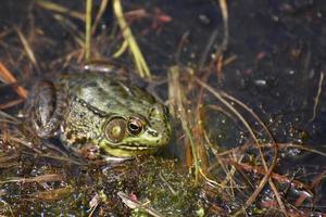 großer Ochsenfrosch, der in einem nassen Sumpf sitzt foto