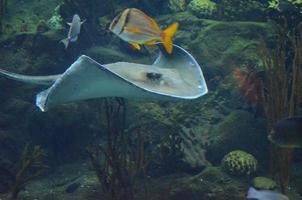 tropische Fische, die mit einem Rochen entlang eines Korallenriffs schwimmen foto