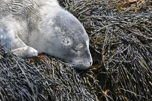 süßes schlafendes Gesicht eines grauen Robbenbabys foto
