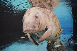 Seekuh, die unter Wasser schwimmt foto