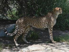 Profil eines stehenden Geparden auf einem flachen Felsen foto