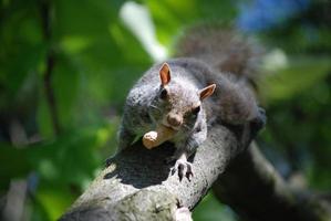 Eichhörnchen, das mit einer Erdnuss einen Ast hinunterläuft foto