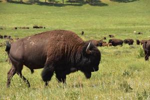 große Herde amerikanischer Büffel, die auf dem Feld weiden foto