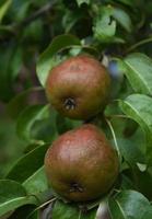 frische rote und grüne Birnen auf einem Bio-Obstbaum foto