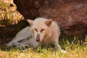 weißer männlicher Timberwolf, der im Schatten ruht foto