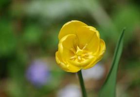 Sehr hübsche blühende gelbe Tulpe, die in einem Garten blüht foto