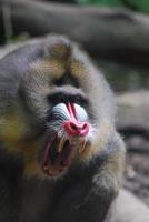 Mandrill-Affe mit scharfen Zähnen mit offenem Mund foto