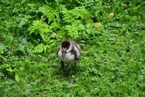 Baby-Entchen mit Flaumfedern, die im Gras watscheln foto