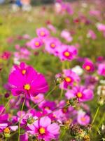 Rosa Moosblumen unter bewölktem blauem Himmel foto