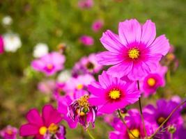 Rosa Moosblumen unter bewölktem blauem Himmel foto