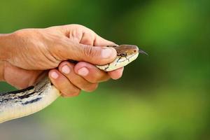 verstrahlte Rattenschlangen mit der Hand fangen. foto