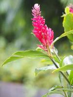 Rote Ingwerblume, Alpinia purpurata Name, nach der Spitze des Blattstiels ist ein Strauß Blätter, die mit einer Spange aus abwechselnd gestapelten Blumen verziert sind, um Fischschuppen zu ähneln foto