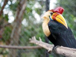 der genoppte hornvogel oder rhyticeros cassidix, auch bekannt als sulawesi faltiger hornvogel, ist ein farbenfroher hornvogel, der in indonesien beheimatet ist. foto