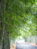 frische grüne bambusblätter im gartennaturhintergrund foto