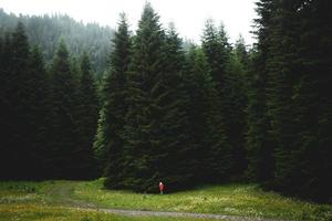 eine person steht im sommer neben riesigen tannenbäumen in der georgia region racha shiovi dorfwald im freien
