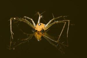 Makrospinne gelber Hintergrund bunt foto