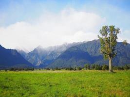 großer Baum im Gras foto