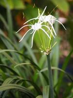 Hippeastrum, vierfache bleiche weiße Blume, die im Gartennaturhintergrund blüht foto