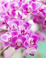 rosa Orchideenmakro-Nahaufnahme im Gesundheitsbad.