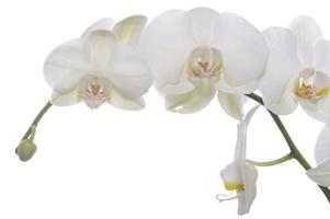 weisse Orchidee foto