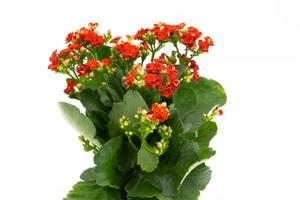 rote Blume isoliert auf weißem Hintergrund. Kalanchoe-Blume im Keramiktopf. foto