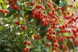 frische Litschi am Baum im Litschi-Obstgarten. foto