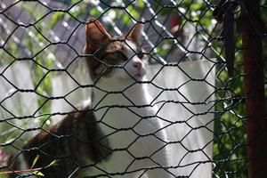 einsame und schöne streunende katze foto