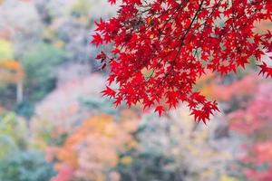 rote ahornblätter im garten mit kopierraum für text, natürlicher bunter hintergrund für die herbstsaison und lebendiges fallendes laubkonzept foto