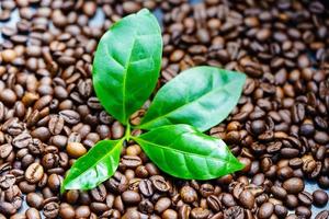 einige Blätter einer Kaffeepflanze geröstete Kaffeebohnen foto