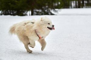 Laufender Samojedenhund auf Schlittenhunderennen foto