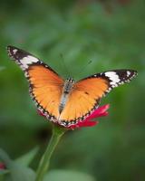 Schließen Sie herauf bunten Schmetterling auf Blume foto