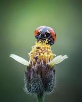 Schließen Sie herauf Marienkäfer auf Grasblume foto