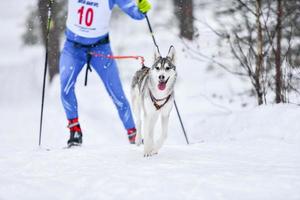 Hunde-Skijöring-Winterwettbewerb foto