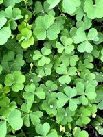 natürlicher grüner hintergrund mit frischen grünen kleeblättern. Frühlings- und Sommerthema. Kleeblatt im Wald. St. Patrick Day Hintergrund, Feiertagssymbol. Makrofoto der Naturpflanze Grünklee foto