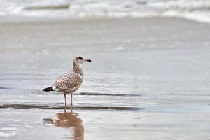 larus michahellis, gelbbeinige Möwe, die am Meeresufer spazieren geht foto