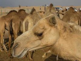 Abu Dhabi in den Vereinigten Arabischen Emiraten foto