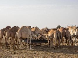 Abu Dhabi in den Vereinigten Arabischen Emiraten foto