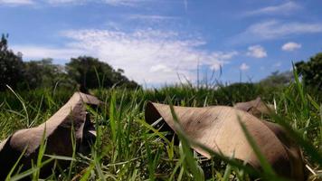 Nahaufnahme von trockenen Blättern braune Farbe auf dem Gras im Park unter dem blauen Himmel foto